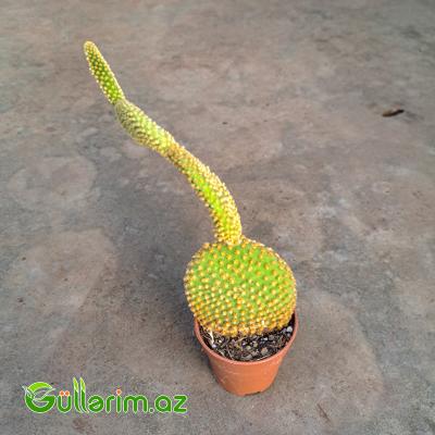 Opuntia microdasys (Dovşan qulağı kaktusu)