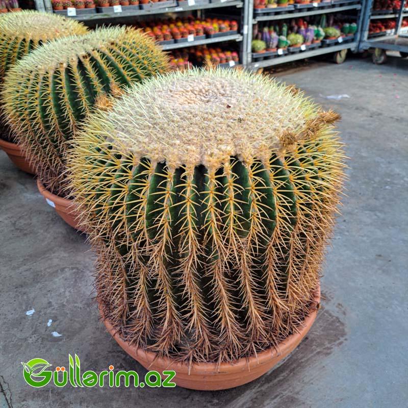 Qızıl Top Kaktusu (Echinocactus grusonii)