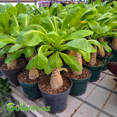 Madagaskar palması (Pachypodium lamerei)