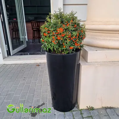 Pyracantha Orange (Atəşkol Ağacı)