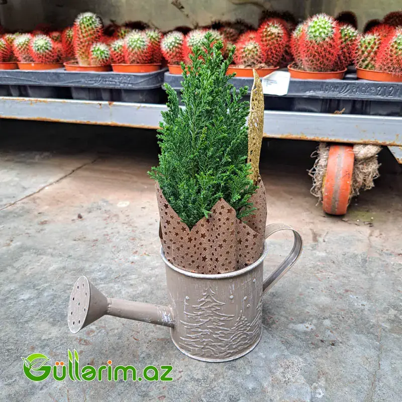 Mini şam ağacı (Mini Yolka)