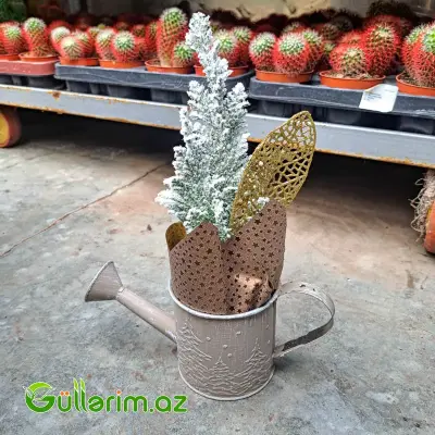 Mini şam ağacı (Mini Yolka)