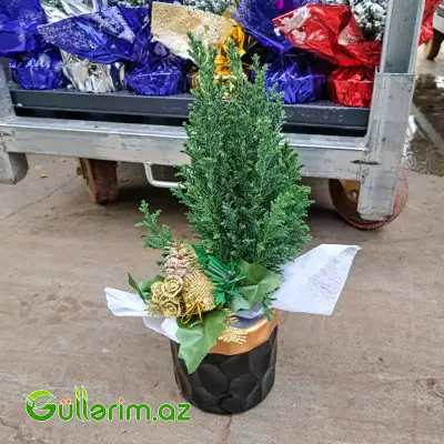 Mini şam ağacı (Mini Yolka)