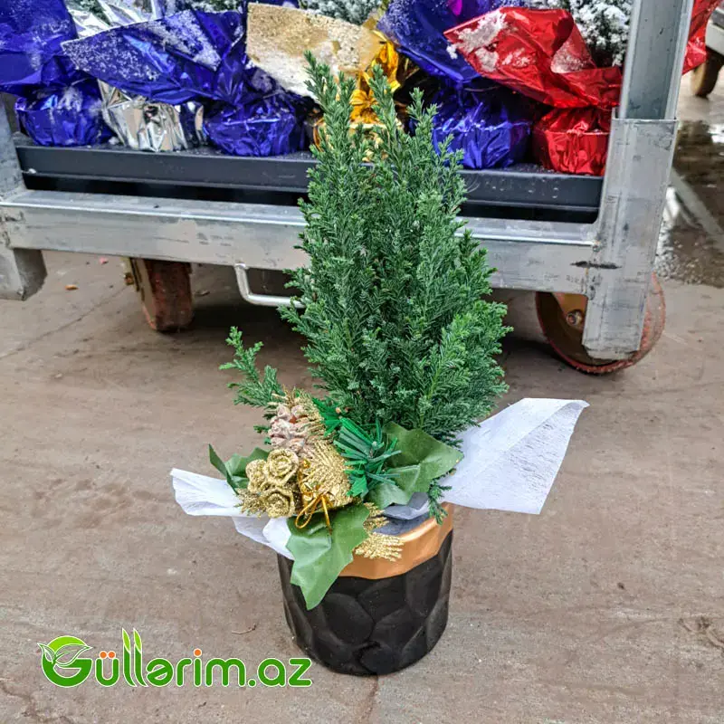 Mini şam ağacı (Mini Yolka)