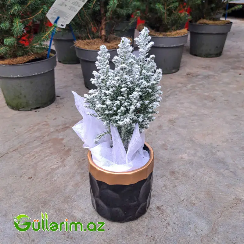 Mini şam ağacı (Mini Yolka)