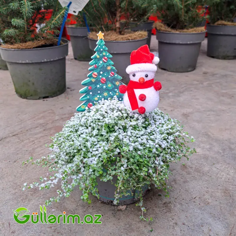 Mini şam ağacı (Mini Yolka)