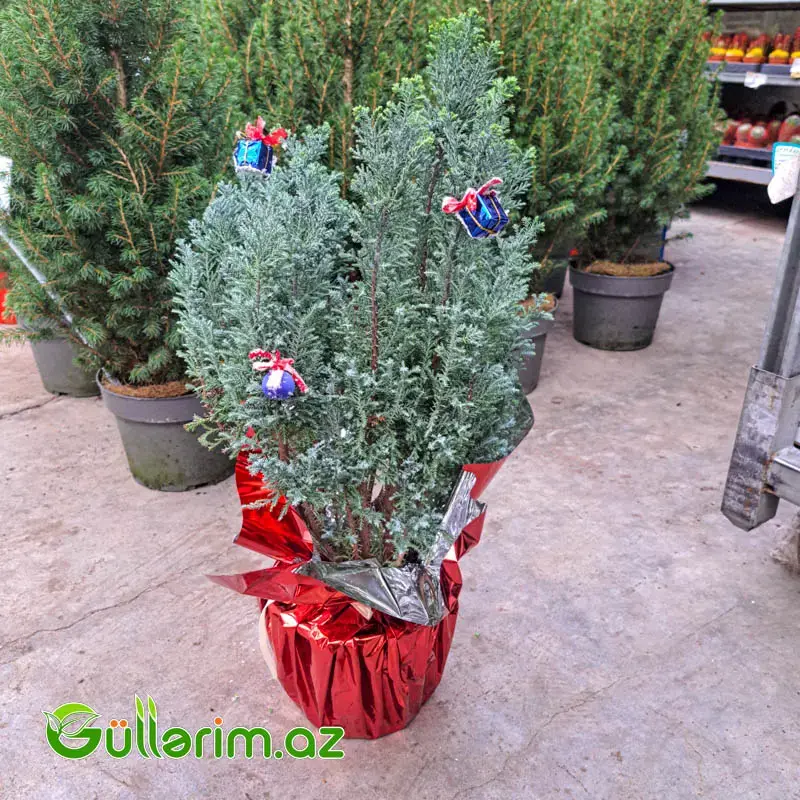 Mini şam ağacı (Mini Yolka)