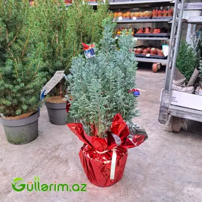 Mini şam ağacı (Mini Yolka)