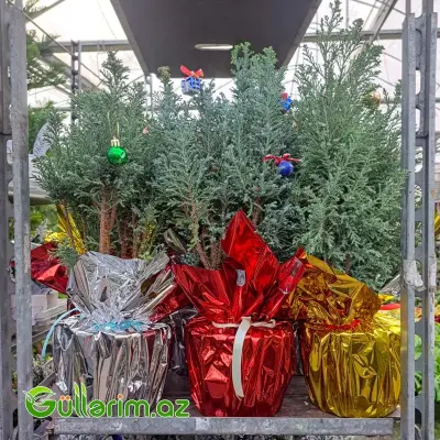 Mini şam ağacı (Mini Yolka)