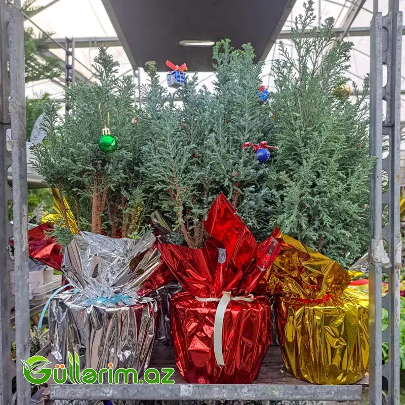 Mini şam ağacı (Mini Yolka)