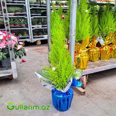 Mini şam ağacı (Mini Yolka)