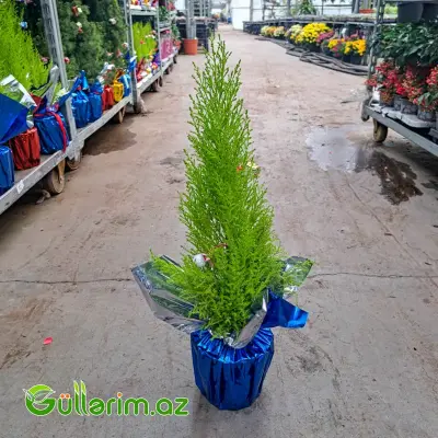 Mini şam ağacı (Mini Yolka)