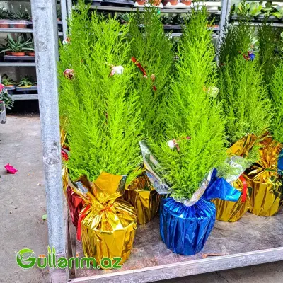 Mini şam ağacı (Mini Yolka)