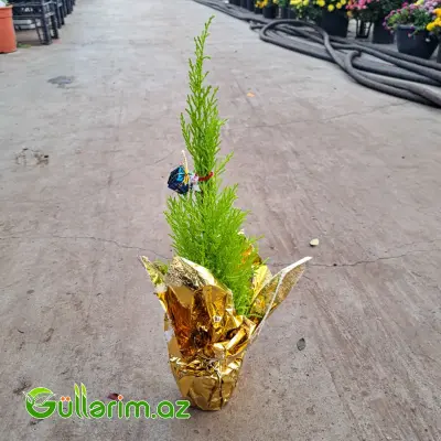 Mini şam ağacı (Mini Yolka)