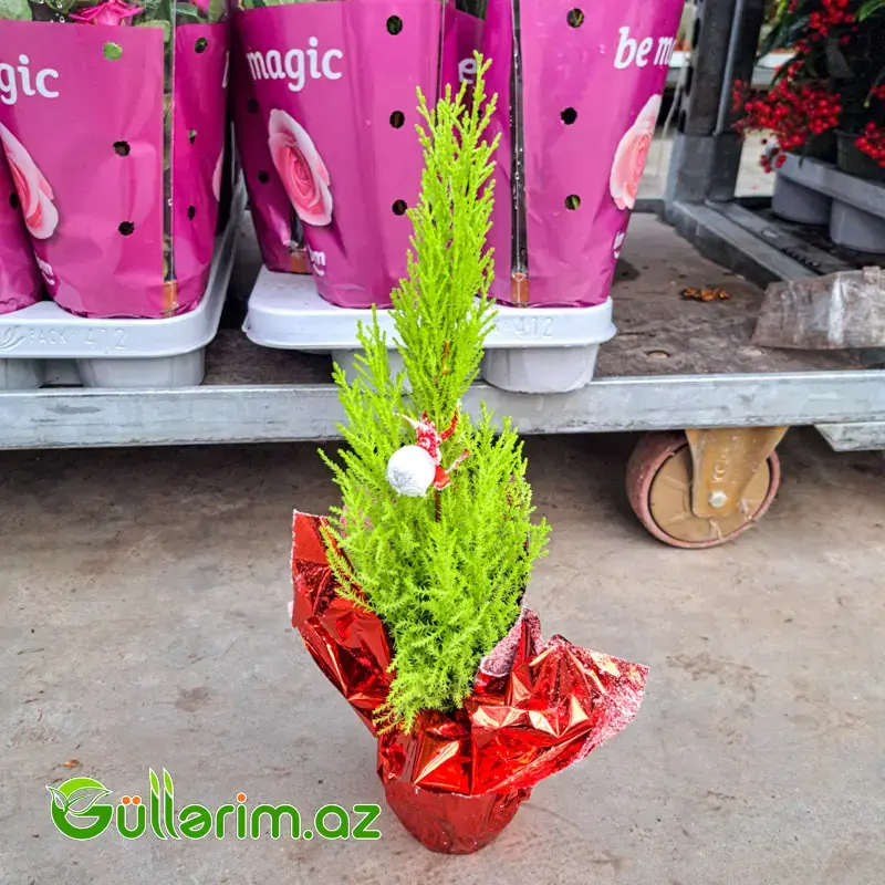 Mini şam ağacı (Mini Yolka)