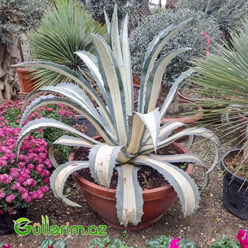 Agave Americana – Zolaqlı İri Dekorativ Aqava