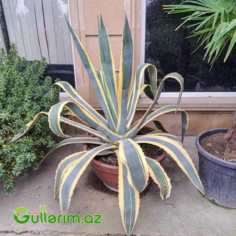 Agave Americana – Zolaqlı İri Dekorativ Aqava