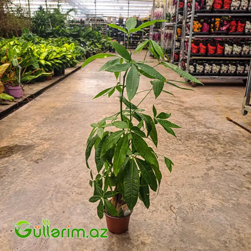 Pachira (Pul Ağacı)