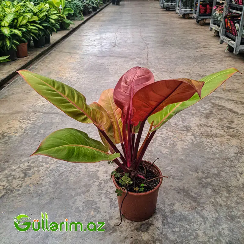 Philodendron (Filodendron)
