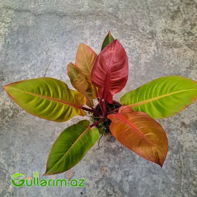 Philodendron (Filodendron)