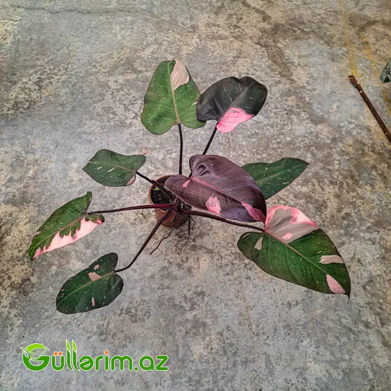 Philodendron (Filodendron)