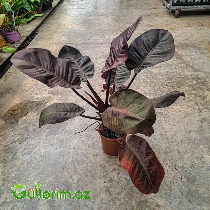 Philodendron (Filodendron) - Qara yarpaq