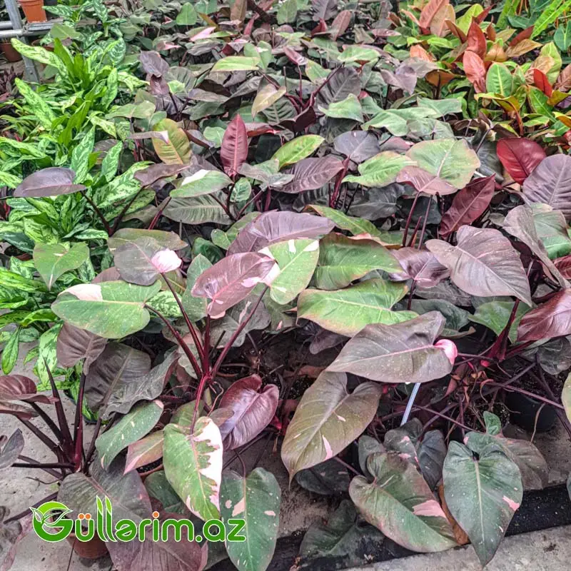 Philodendron (Filodendron) - Qara yarpaq