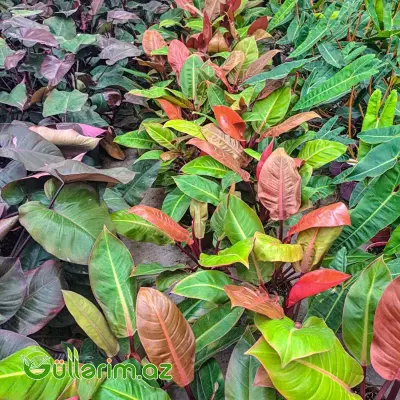 Philodendron (Filodendron)