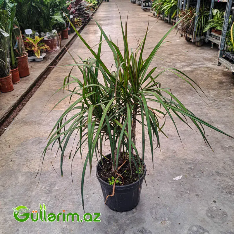 Dracaena Marginata (Drasena Marqinata)