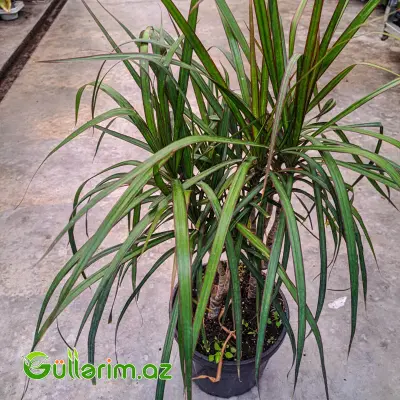 Dracaena Marginata (Drasena Marqinata)