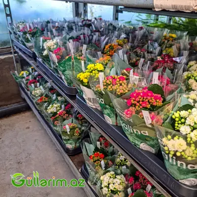 Kalanchoe – Kalanxoe (Kalanqo)