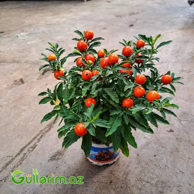 Qış Alması (Jerusalem Cherry)