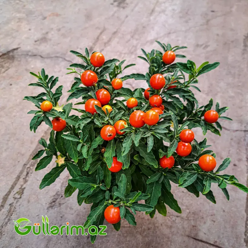 Qış Alması (Jerusalem Cherry)