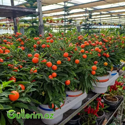 Qış Alması (Jerusalem Cherry)