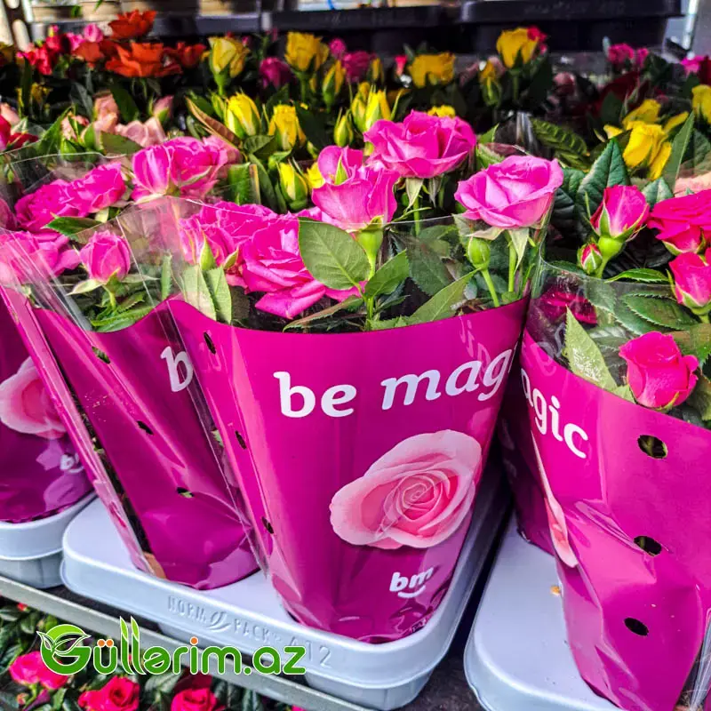 Mini Rose – Miniatür Gül