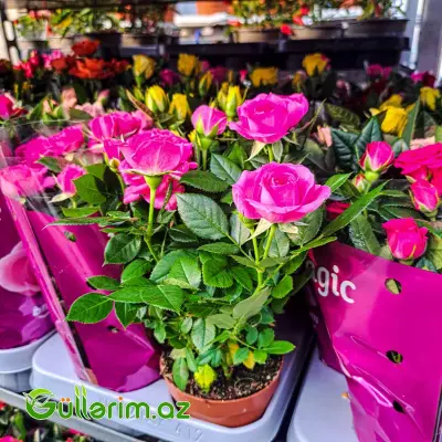 Mini Rose – Miniatür Gül