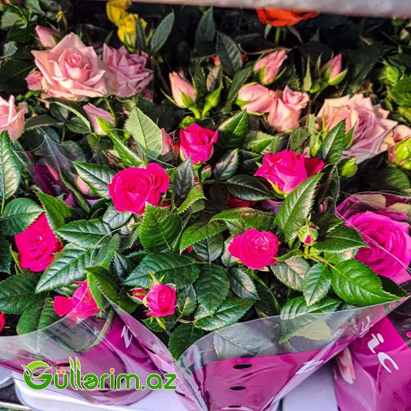 Mini Rose – Miniatür Gül