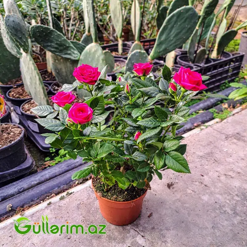 Mini Rose – Miniatür Gül