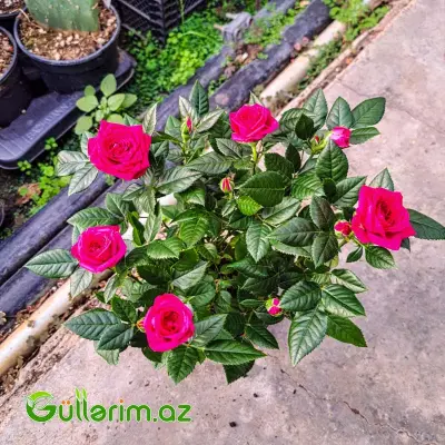 Mini Rose – Miniatür Gül