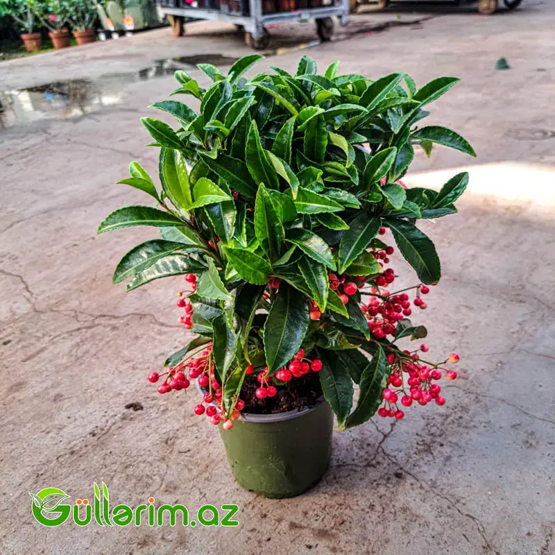 Ardisia Crenata – Qırmızı Giləmeyvə Bitkisi