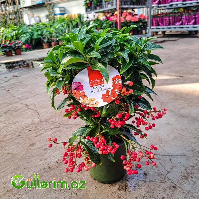 Ardisia Crenata – Qırmızı Giləmeyvə Bitkisi