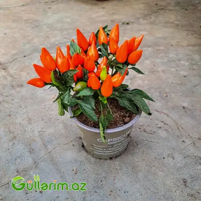 Capsicum Annumm – Dekorativ Bibər