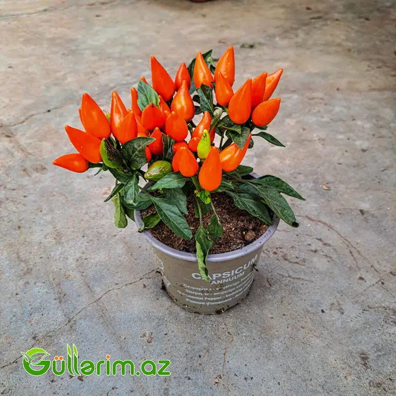 Capsicum Annumm – Dekorativ Bibər