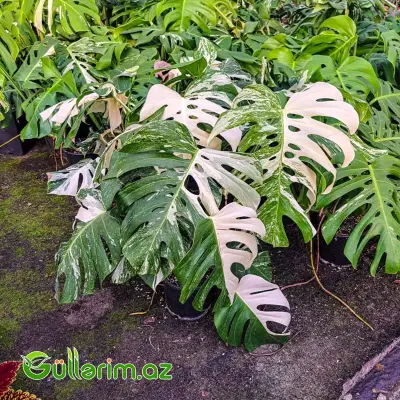 Monstera Deliciosa (Monstera)