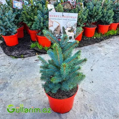 Mavi Ladin (Picea pungens 'Glauca')