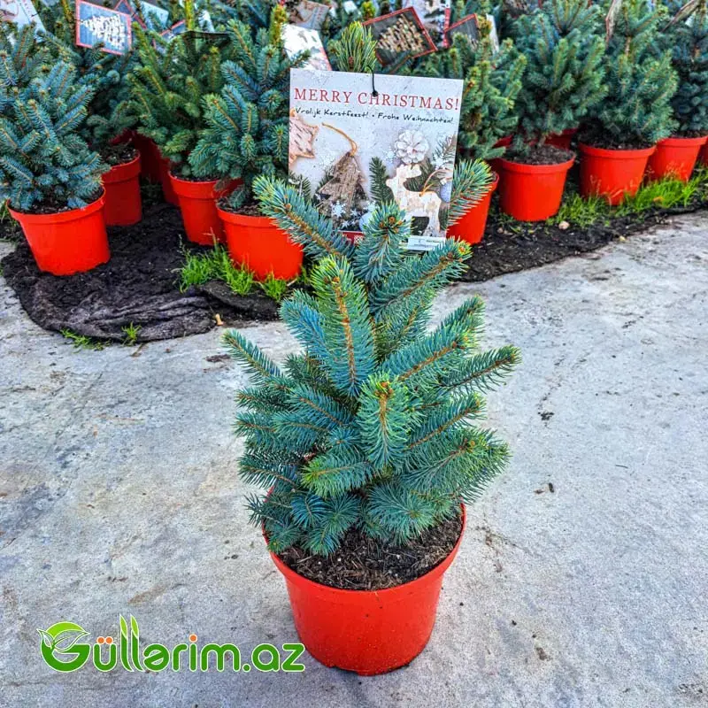 Mavi Ladin (Picea pungens 'Glauca')