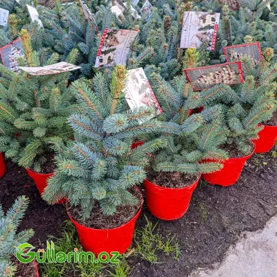 Mavi Ladin (Picea pungens 'Glauca')