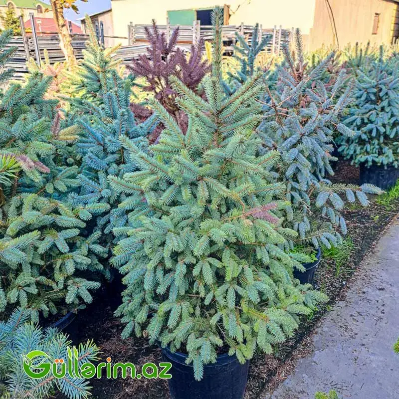 Normand küknarı ( Yolka)