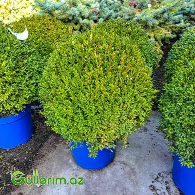 Buxus (Buksus Kürə formalı)