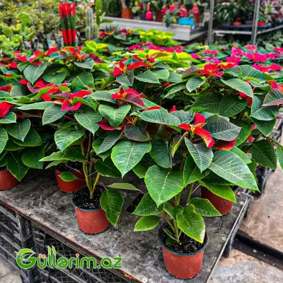 Poinsettia (Atatürk çiçəyi)